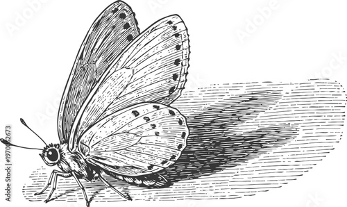 Detailed vintage illustration of a butterfly casting a shadow, natural insect line drawing