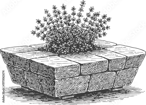 Stone planter with herbs growing inside garden flower bed made of bricks, engraved vintage botanical illustration