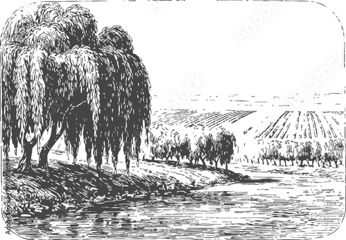 Willow trees along calm riverbank with distant farmland and gentle hills in vintage sketch