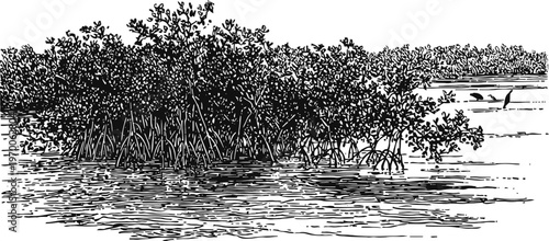 mangrove forest illustration coastal wetland with dense mangrove trees and water surface