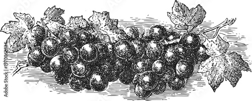 Vintage black and white illustration of grape cluster with vine leaves detailed engraving