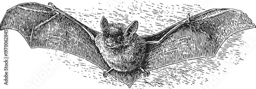 detailed vintage engraving of a bat in flight with outstretched wings and sharp features