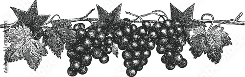 vintage grapevine illustration with clusters of grapes and detailed leaves in black and white