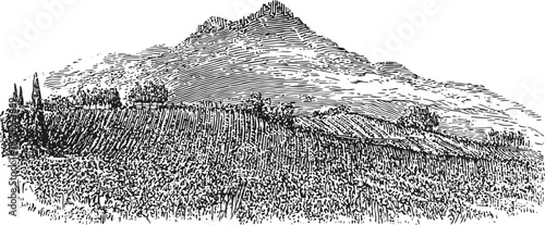 vintage vineyard landscape illustration with rolling hills and distant mountain background