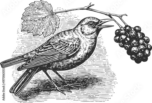 Vintage bird perched on grapevine branch with berries and leaf, detailed nature illustration