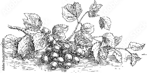 Black currant branch with berries and leaves vintage botanical illustration