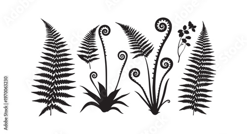 A black and white image of ferns and other plants isolated on transparent background
