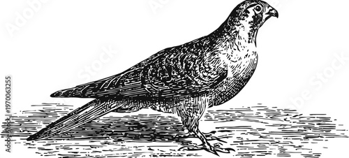 vintage falcon standing on ground detailed black and white bird sketch with intricate feather texture and sharp gaze