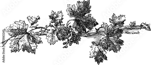 Vintage grapevine branch with leaves and bunches of grapes illustration black and white drawing