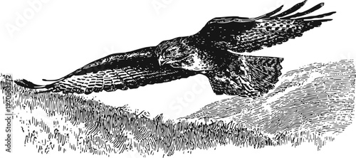 Black and white vintage illustration of a hawk in flight over grass and hills detailed engraving