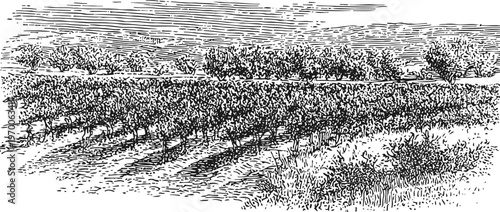vintage vineyard landscape with rows of grapevines and natural rural scenery