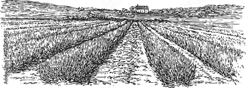 hand drawn lavender field with house in the background rural landscape illustration with rows of lavender plants and countryside scenery