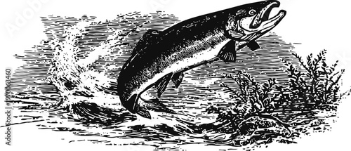 Leaping fish in water with splash, detailed hand drawn vintage aquatic scene with underwater plants