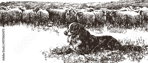border collie dog lying on grass watching over sheep flock in a pasture countryside scene