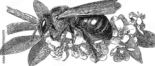 bee collecting nectar on blooming flowers insect pollination, nature close up, garden flora detail