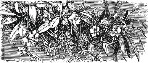 Vintage botanical illustration of orchid flowers and leaves in detailed black and white engraving