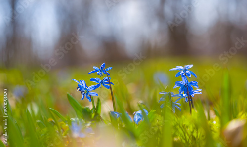 closeup heap of blue snowdrop flowers on the forest glade, spring natural outdoor background