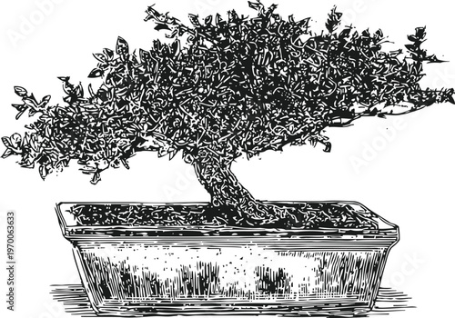 Bonsai tree in rectangular pot with dense foliage and curved trunk detailed black ink illustration