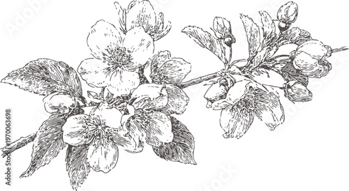 Detailed black and white botanical illustration of blooming apple tree branch with flowers and leaves