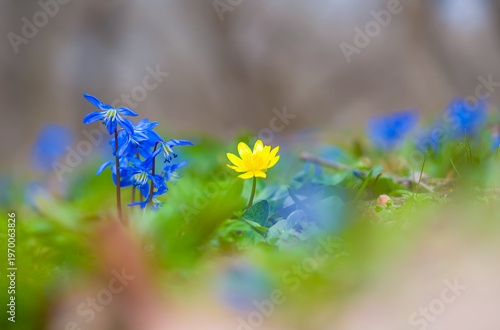 closeup heap of blue snowdrop flowers on the forest glade, spring natural outdoor background