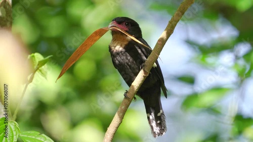 Dusky bird Beautiful Black bird, Dusky Broadbill (Corydon Sumatranus) bird standing on the branch, bird from  Kaeng Krachan Thailand.