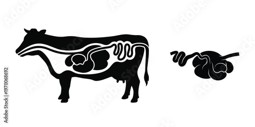 Cow Digestive System Anatomy Vector 