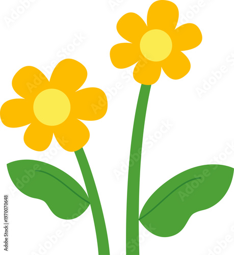 yellow sunflower isolated on white