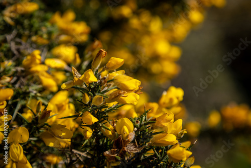 A close up of gorse in bloom, on a sunny spring day