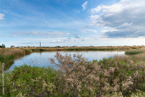 Flamingos in a lake, stock photo in Larnaca Oroklini