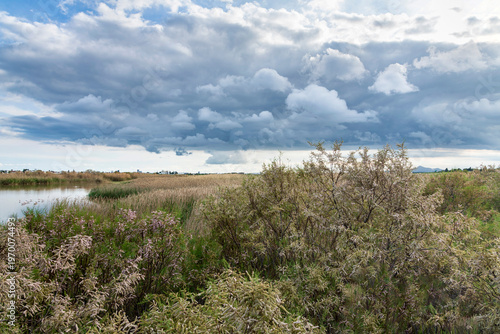 Cloudy sky  over Grassy Field stock photo