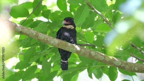 Dusky bird Beautiful Black bird, Dusky Broadbill (Corydon Sumatranus) bird standing on the branch, bird from  Kaeng Krachan Thailand.