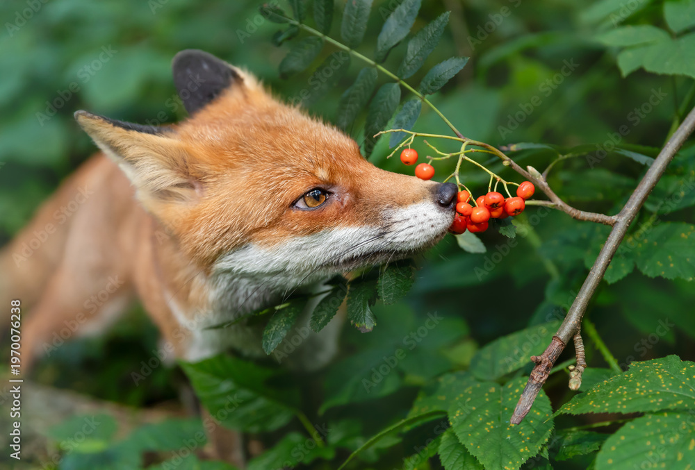 Fototapeta premium Portrait of a red fox eating rowan berries in a forest