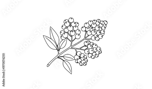 Wild berry branch line icon natural botanical fruit twig vector illustration