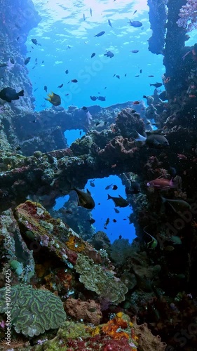 Sea life around the famous Liberty ship wreck. Tulamben, Bali, Indonesia. 4k slow motion.	
