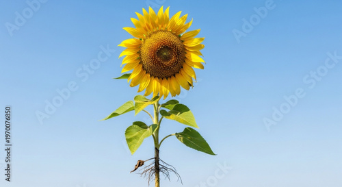 Single large sunflower with green leaves and visible roots isolated against a clear blue sky in a high quality professional nature photograph