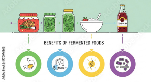 Infographic showing health benefits of fermented foods like pickles and kombucha with icons for gut microbiome and immunity in a clean flat style