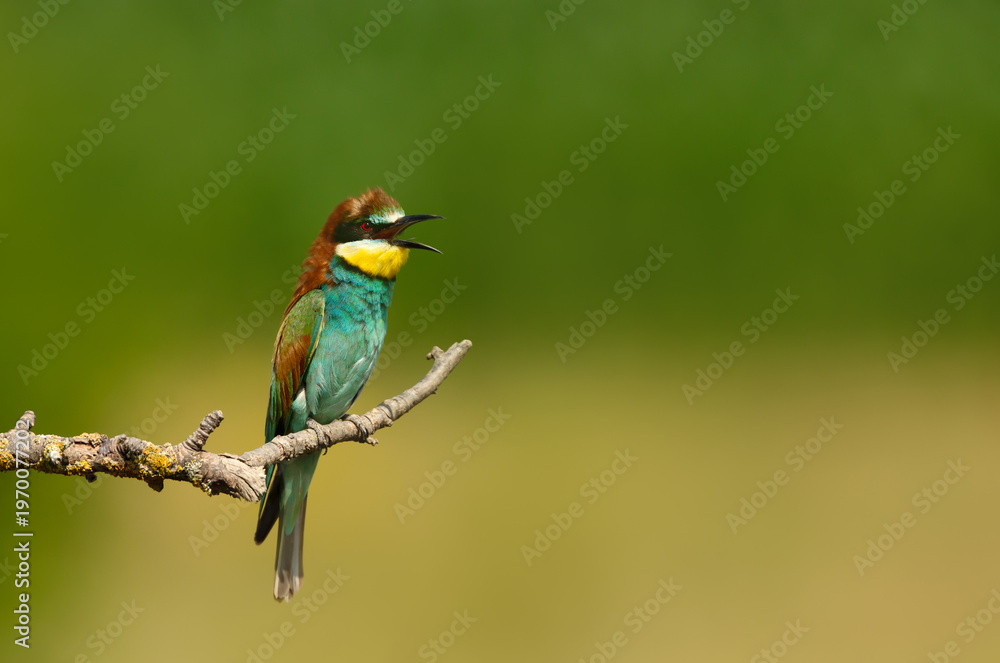 Fototapeta premium Colorful bee-eater calling while perched on tree branch during summer