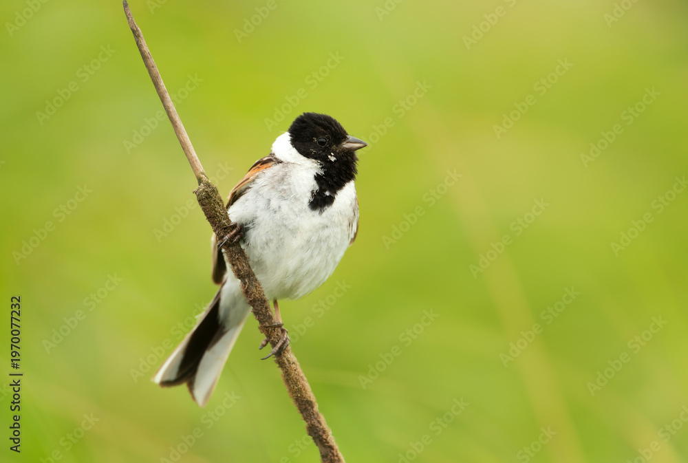 Obraz premium Portrait of a common reed bunting in a meadow