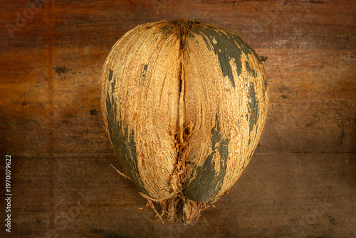Coco de mer (Lodoicea maldivica) seed with fibrous husk on wooden surface in Vallee de Mai, Seychelles.