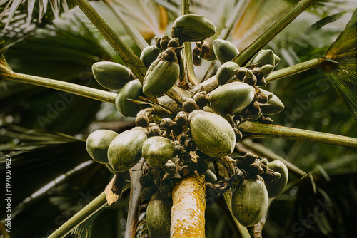 Female coco de mer (Lodoicea maldivica) fruits and inflorescence on palm tree in Vallee de Mai, Seychelles.