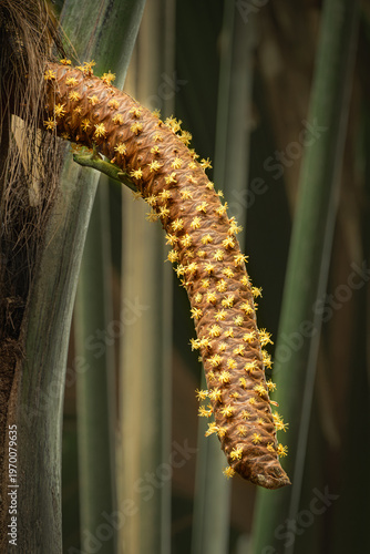 Male coco de mer (Lodoicea maldivica) inflorescence with day gecko (Phelsuma sp.) feeding on nectar in Vallee de Mai, Seychelles.