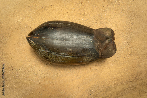 Whole black coco de mer (Lodoicea maldivica) fruit on gravel ground in Vallee de Mai, Seychelles.