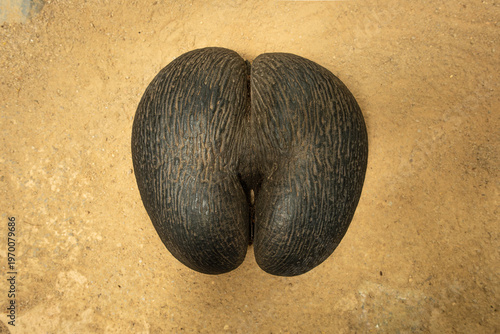 Massive bilobed coco de mer (Lodoicea maldivica) seed on gravel ground in Vallee de Mai, Seychelles.