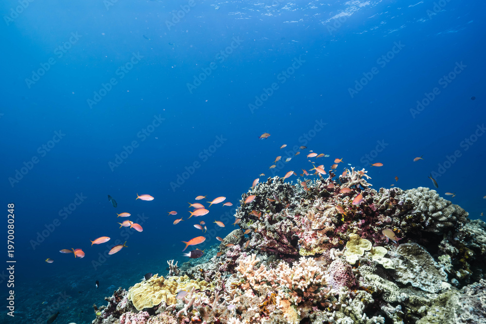 Obraz premium Colorful Anthias Floating Over Healthy Coral Plateau