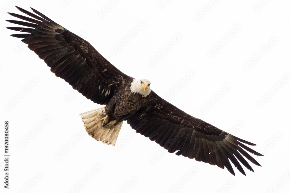 Obraz premium Front-facing bald eagle in flight with wings spread wide against a pale sky background