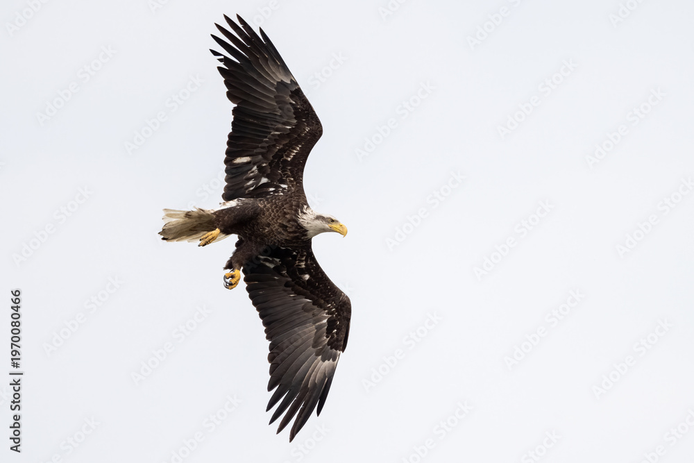 Fototapeta premium Bald eagle banking midair with talons visible against a clean gray sky background
