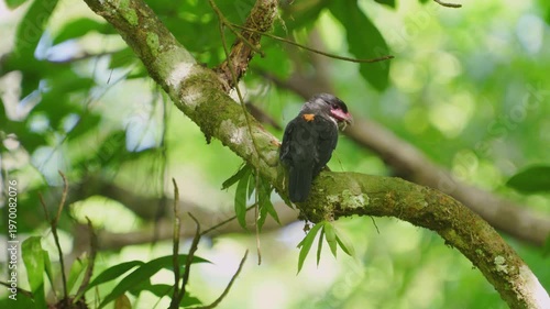 Dusky bird Beautiful Black bird, Dusky Broadbill (Corydon Sumatranus) bird standing on the branch, bird from  Kaeng Krachan Thailand.