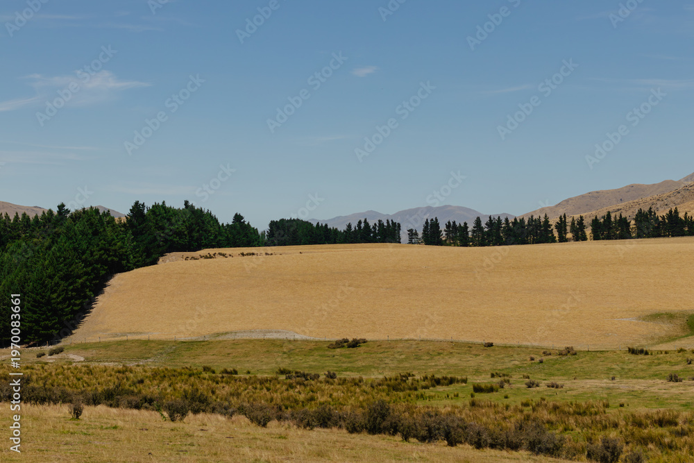 Fototapeta premium Vast golden field under clear sky, tree line and distant mountains