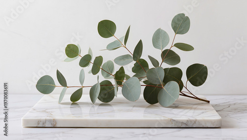 Eucalyptus Branch Resting on a Polished White Marble Slab