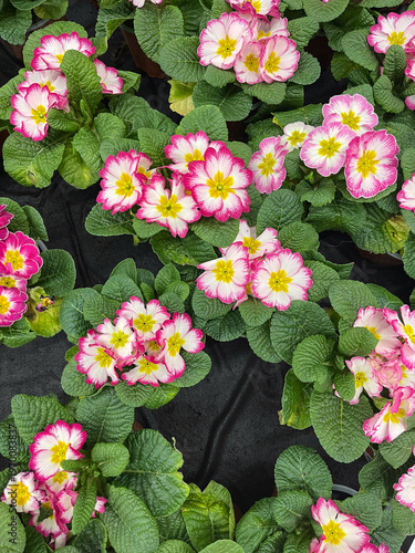 Beautiful cluster of pink and white primroses in a garden setting during springtime